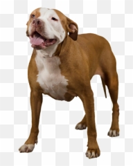 American Pit Bull Terrier - Pit Bull Dog Png,Pitbull Png