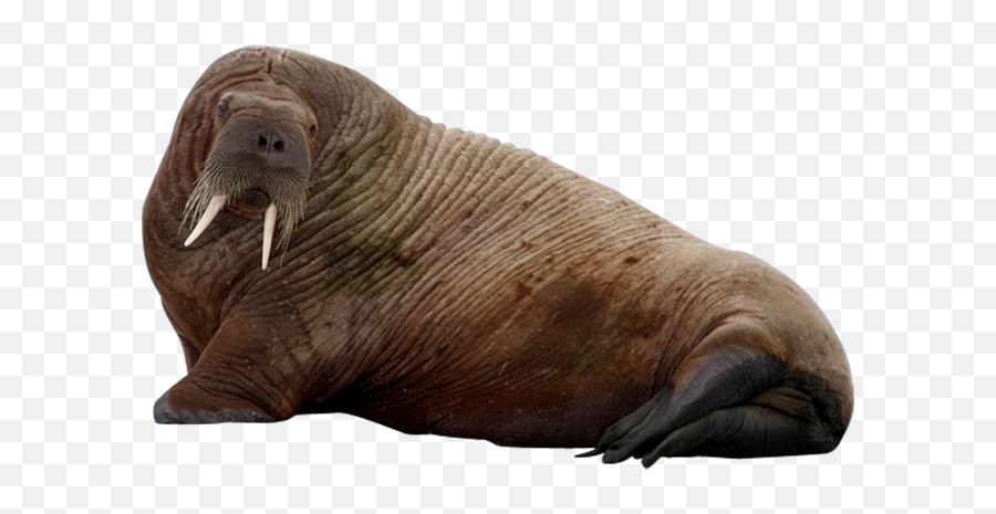 Walrus Png Clipart - Walrus Png,Walrus Png