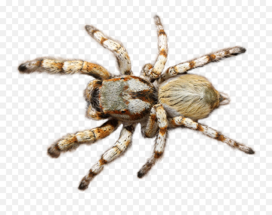 Spider Tarantula - Transparent Tarantula Png,Tarantula Png