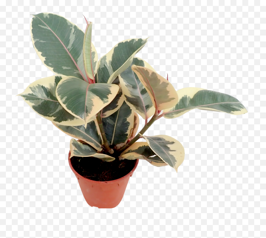 Download Variegated Rubber Plant Png Transparent - Uokplrs Variegated Rubber Plant Flower,Indoor Plant Png