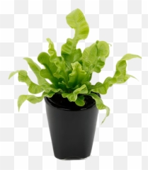 Crispy Wave Aerify Plants - Flowerpot Png,Ferns Png