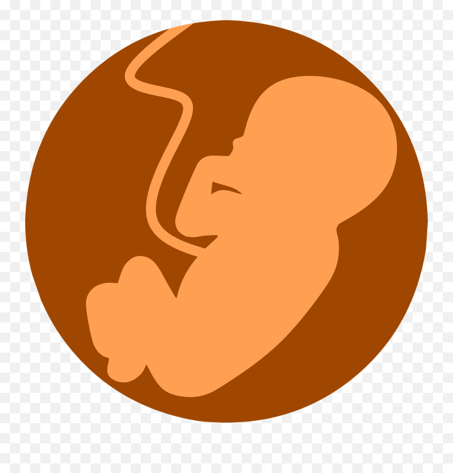 Fetus Foetus Embryo - Feto Png,Embryo Png