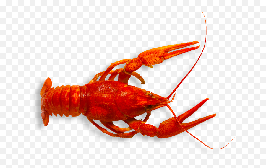 Download Hd Want Some Crawfish Dont - Transparent Crawfish Png,Crawfish Png