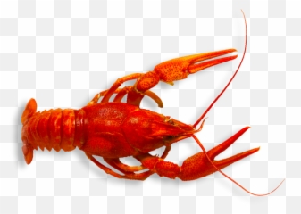 Download Hd Want Some Crawfish Dont - Transparent Crawfish Png,Crawfish Png