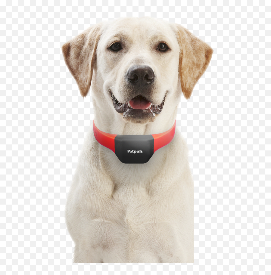 Ai - Pet Png,Dog Collar Png