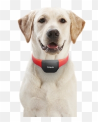 Ai - Pet Png,Dog Collar Png