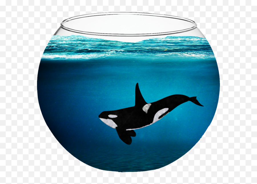 Killer Whale In A Fish Bowl Png Image - Orca Clipart,Fishbowl Png