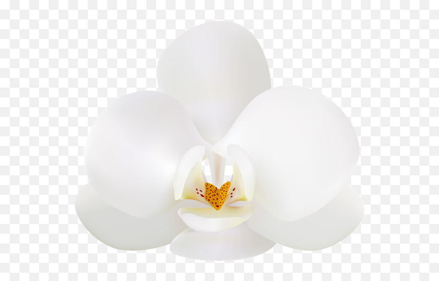 White Orchid Png Free - Moth Orchid,Orchid Png