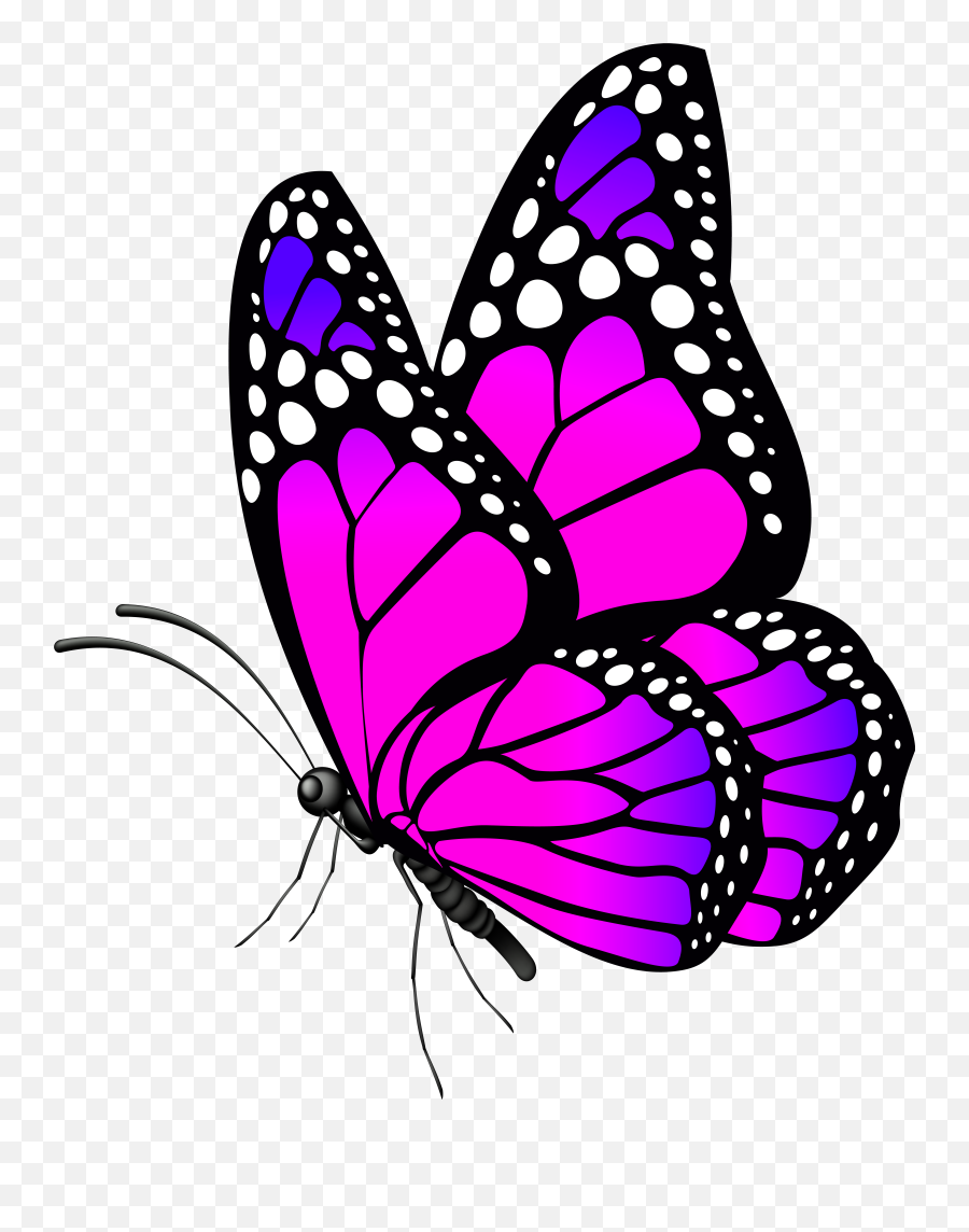 Free Desktop Wallpaper Butterflies Flowers - Butterfly Png,Butterflies Transparent