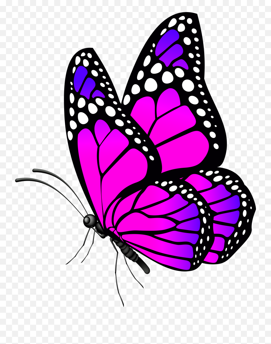 butterfly on flower clipart