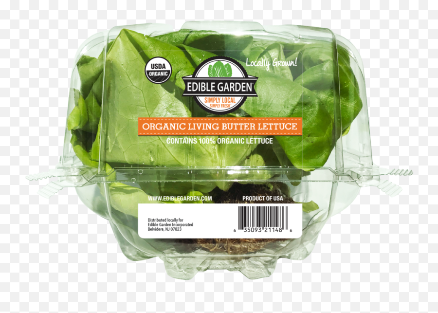 Living Butterhead Lettuce - Edible Garden Png,Lettuce Transparent