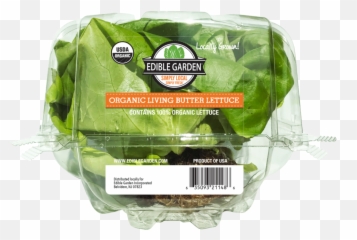 Living Butterhead Lettuce - Edible Garden png