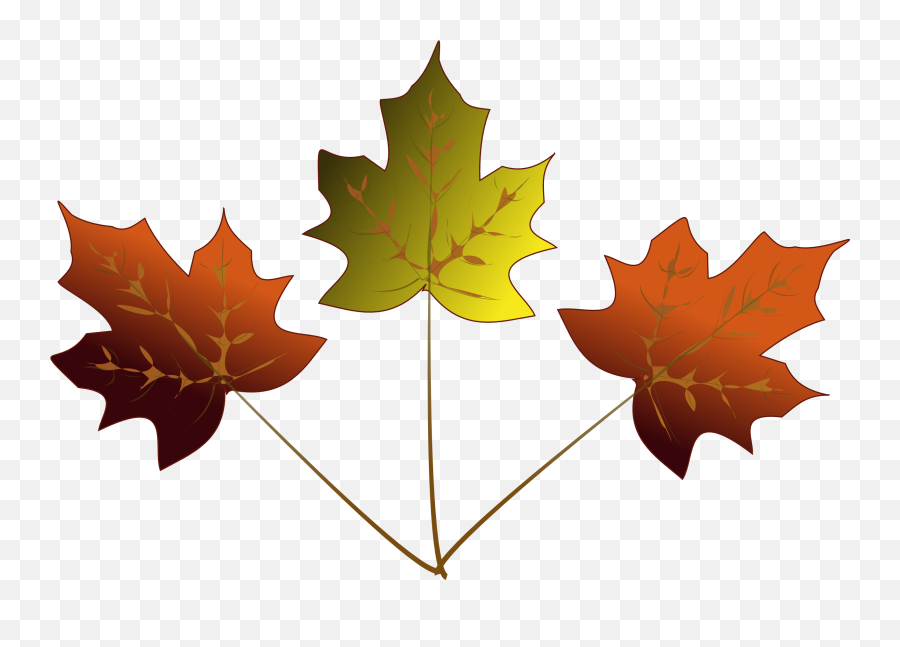 3 Maple Leafs Drawing Transparent Png - 3 Maple Leaf Clipart,Maple Leaf Transparent
