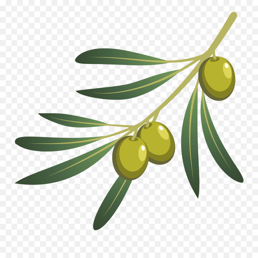 Olive Oil Branch - Oil Olive Branche Png,Olive Branch Logo