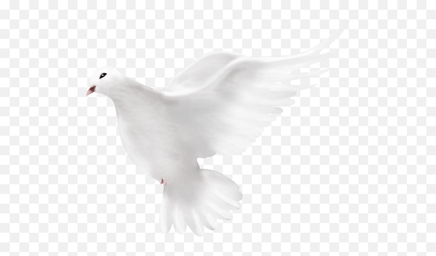 Dove Peace Png 41756 - Free Icons And Png Backgrounds Portable Network Graphics,Peace Png