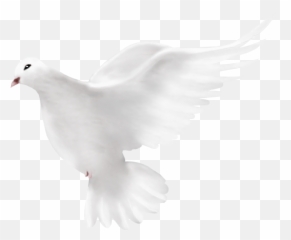 Dove Peace Png 41756 - Free Icons and PNG Backgrounds Portable Network Graphics