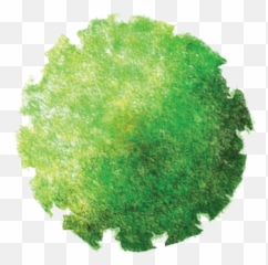 Download Hd Things I Wish Knew During - Tree Png Top View