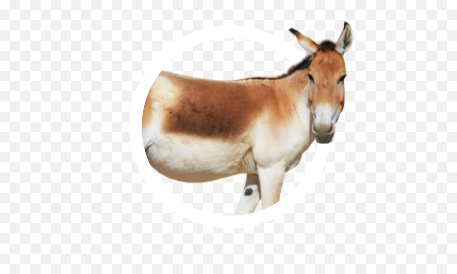 Animal Icon Collection Frontier Forums - Mule Png,Mule Icon
