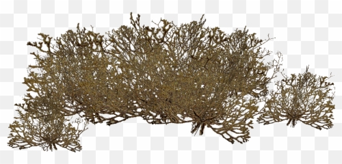 Algae Png Image - Deep Sea Brown Algae,Algae Png