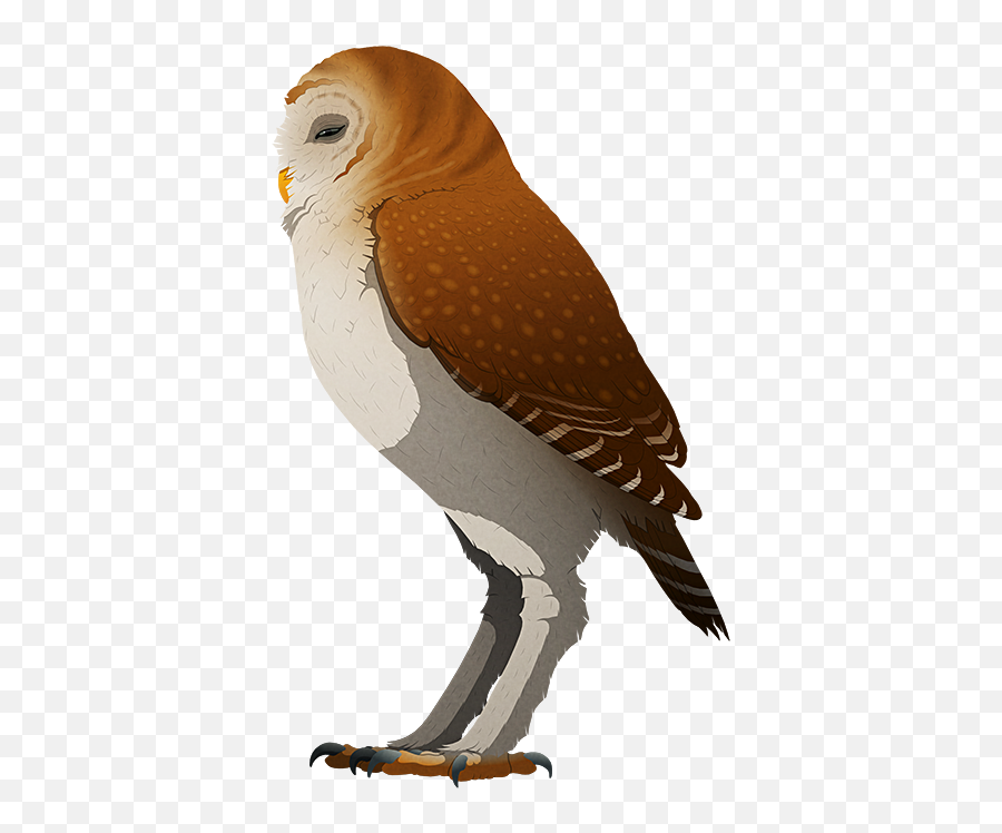 Holocene Extinction U2013 Nix Illustration - Flightless Owl Png,St Phanourios Icon