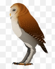 Holocene Extinction U2013 Nix Illustration - Flightless Owl png
