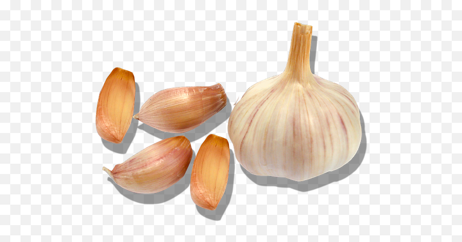 Garlic Chemestry Bozeman Mt Groeat - Elephant Garlic Png,Rosso Icon 18