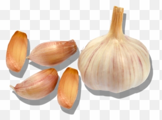 Garlic Chemestry Bozeman Mt Groeat - Elephant png