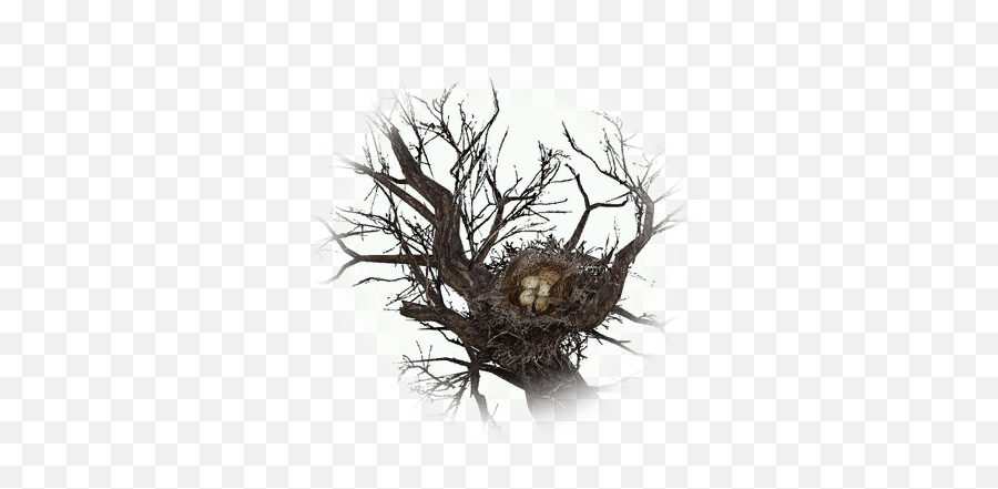 Harpy Nest - Bdo Codex Sketch Png,Harpy Icon