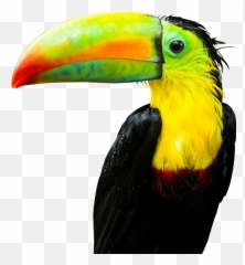 Download Tucan - Toucan Png,Tucan Png