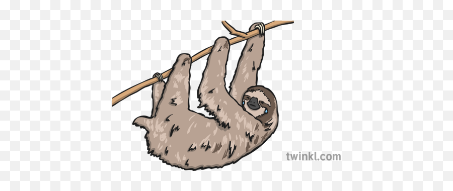 Crying Sloth Illustration - Twinkl Sloth Twinkl Png,Sloth Png