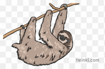 Crying Sloth Illustration - Twinkl Sloth Twinkl Png,Sloth Png
