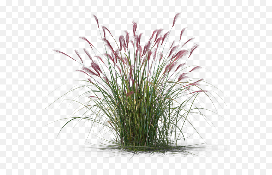 Home - Ornamental Grass Plant Png,Ornamental Grass Png