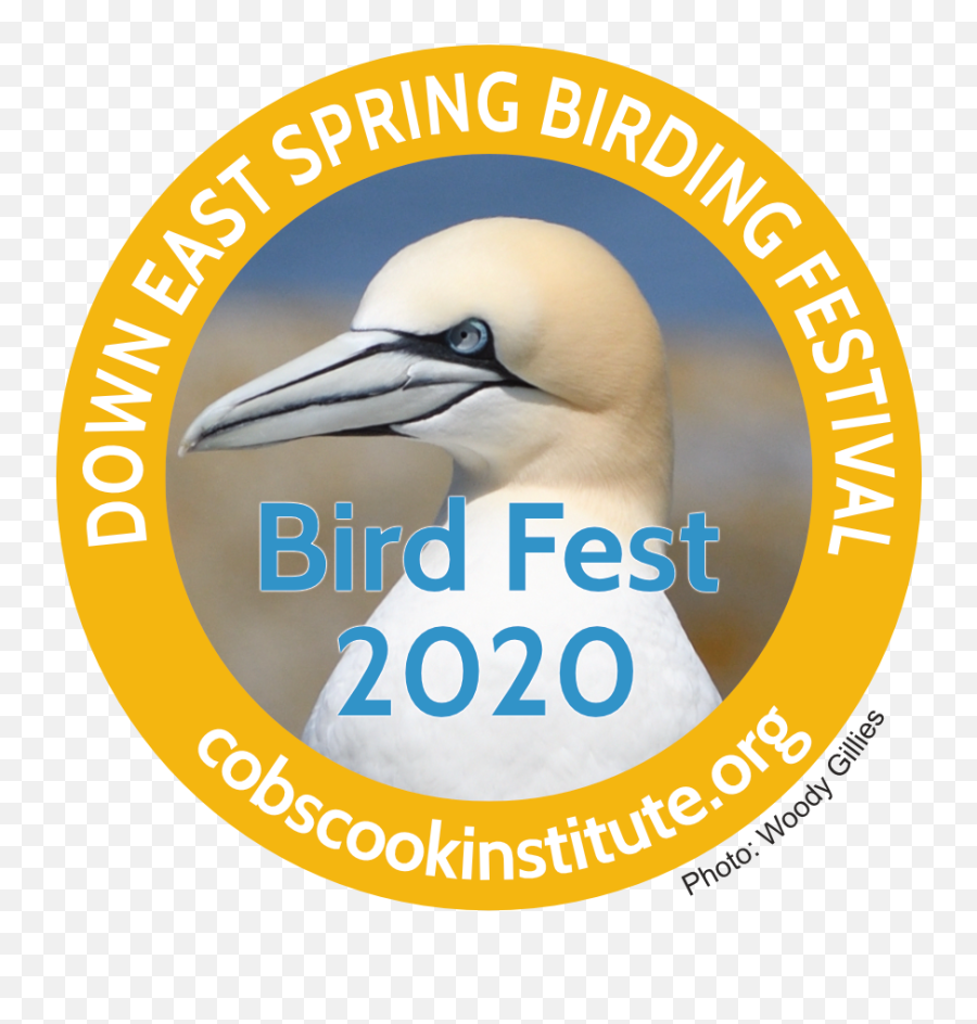 Down East Spring Birding Festival - Confucius Institute Png,Bird Logo
