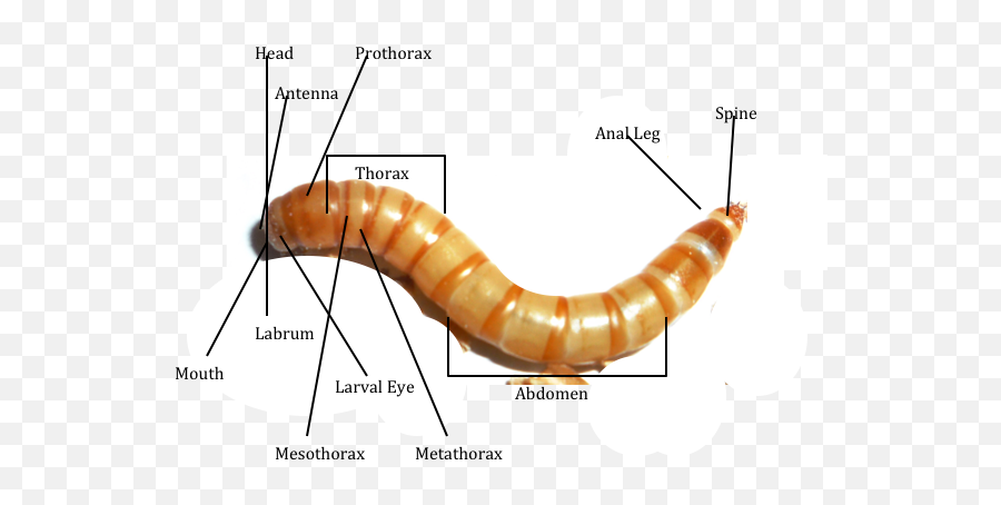 Mealwormdiagrampng Meal Worms Thorax Abdomen - Silverfish,Worm Png