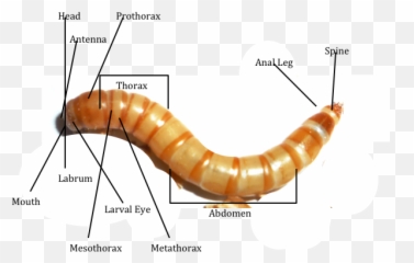 Mealwormdiagrampng Meal Worms Thorax Abdomen - Silverfish,Worm Png