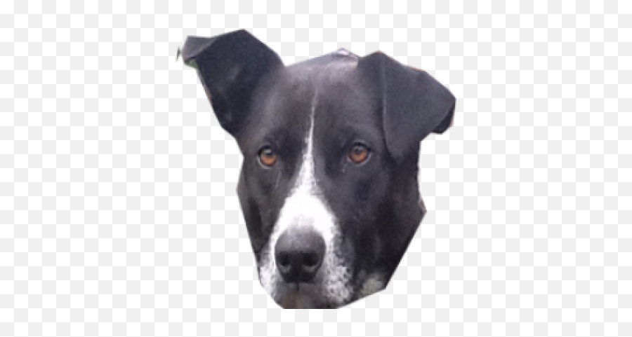 Free Png Images - Dlpngcom Dog Head Transparent Background,Dog Head Png