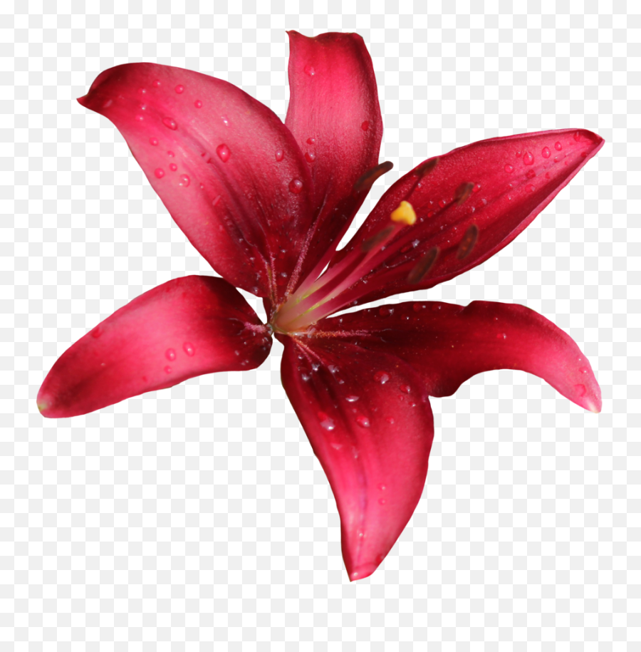 Download Lily Png Free - Red Lily Flower Png,Lily Transparent Background