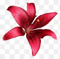 Download Lily Png Free - Red Flower