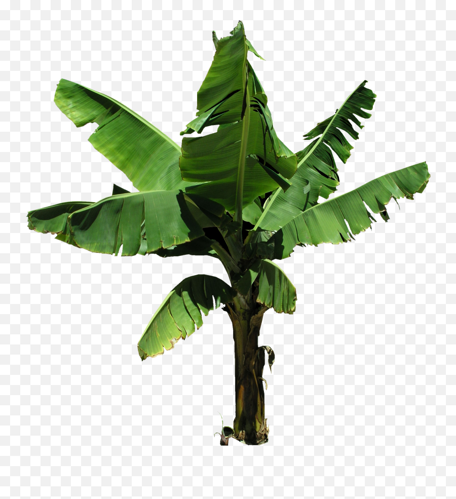 Plantain Png And Vectors For Free - Banana Tree Leaves Png,Banana Leaf Png