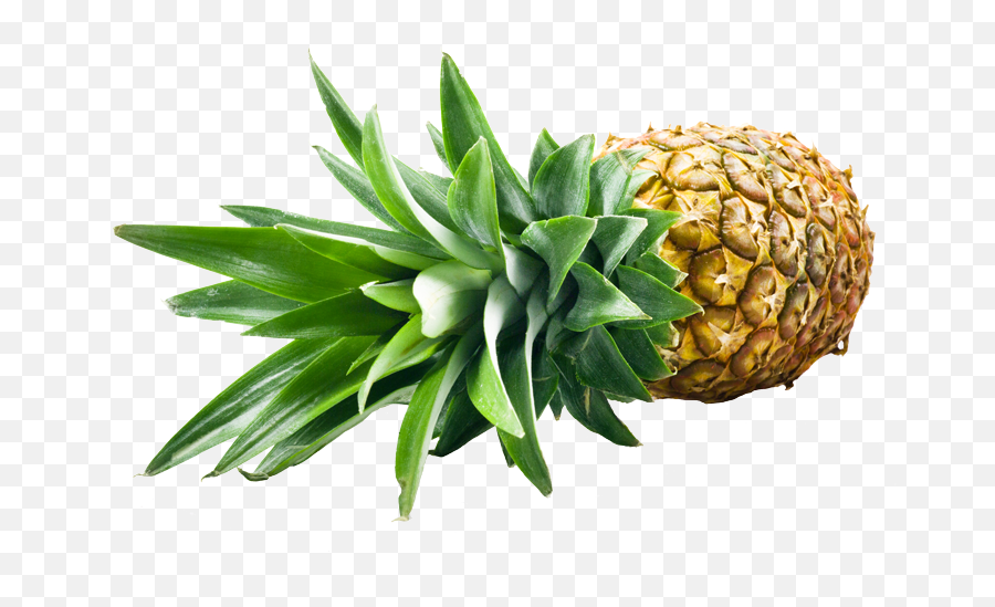 Pineapple Golden Sweet Md2 Ci Coindex Sa - Fruits Of Ananas Png,Piña Png