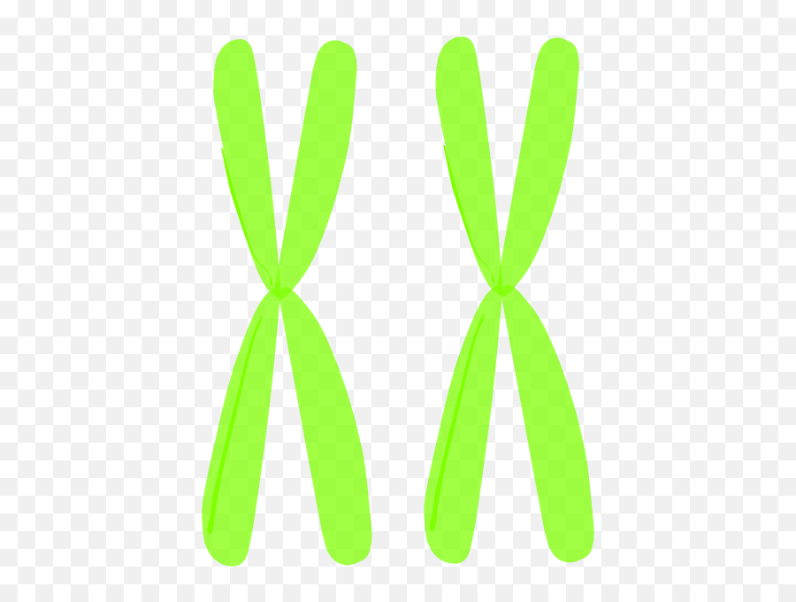 Homologous Chromosomes Clip Art - Vector Clip Illustration Png,Chromosome Png