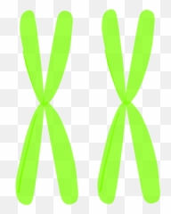 Homologous Chromosomes Clip Art - vector clip Illustration png