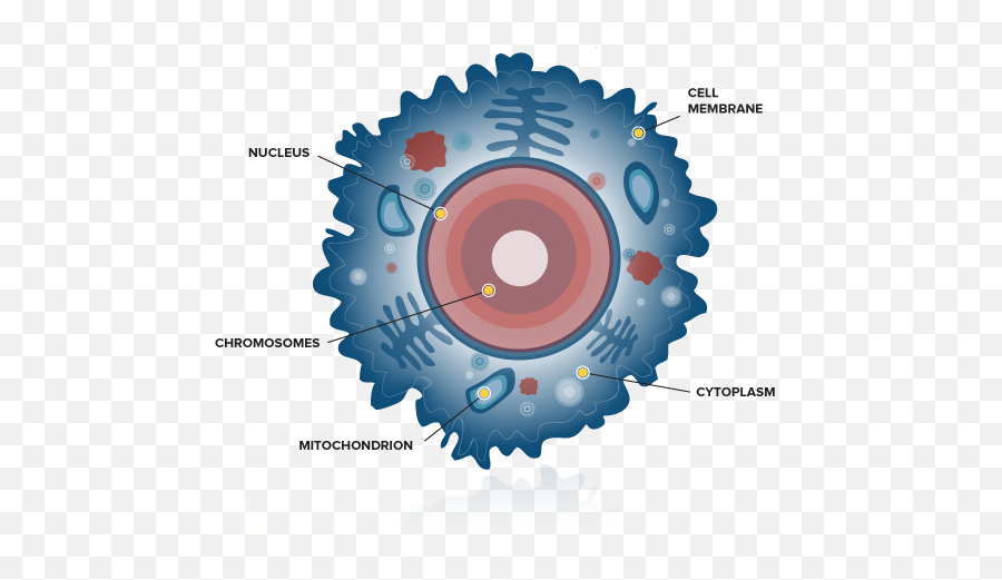Body Cell Png Transparent Cellpng Images Pluspng - Cancer Cell Internal Structure,Human Body Png