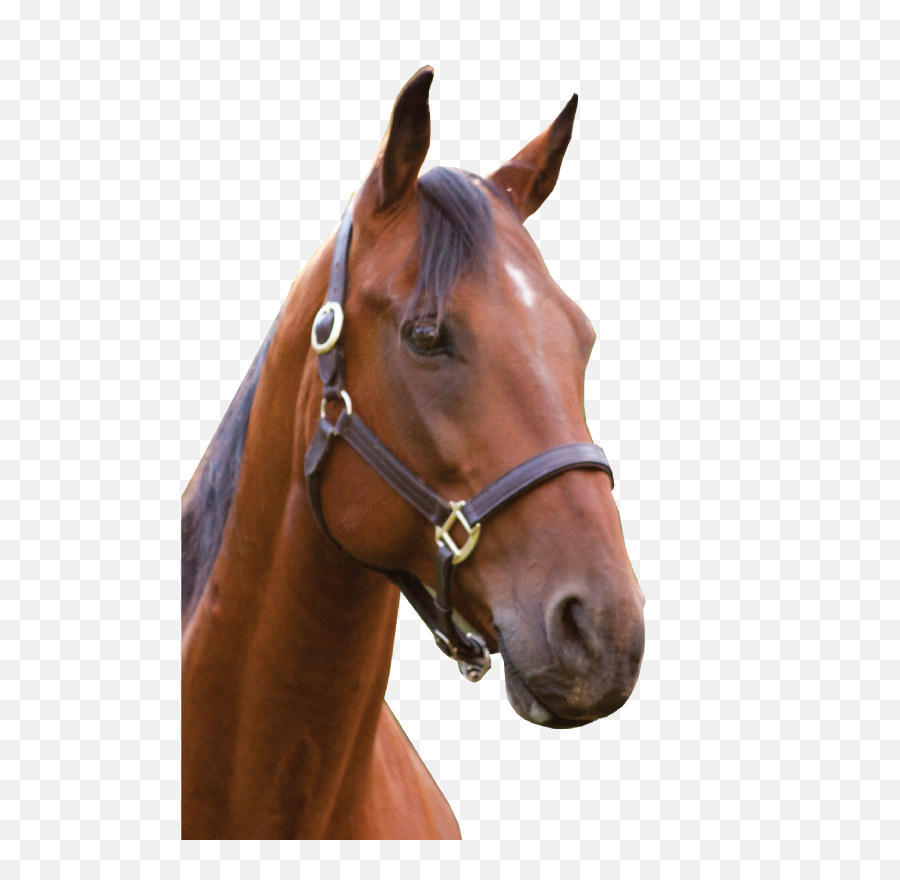 Png Freeuse Download Horse Head Transparent - Horse Head Png Transparent,Horse Transparent