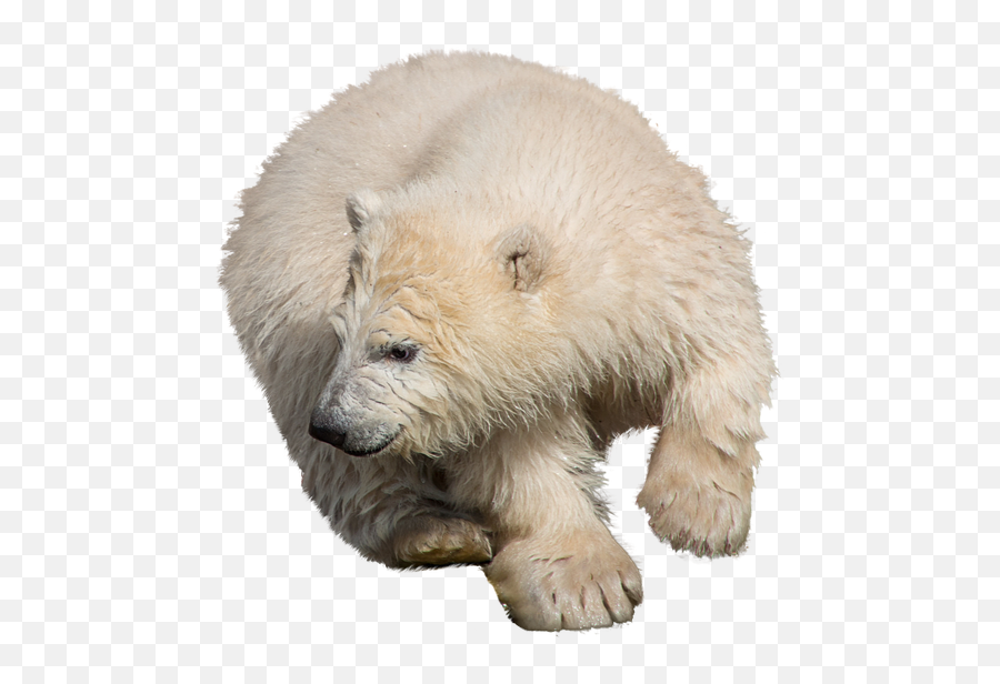 Free Photo Zoo Isolated Polar Bear Predator Wild Animal - Polar Bear Png,Polar Bear Transparent Background