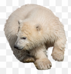 Free Photo Zoo Isolated Polar Bear Predator Wild Animal - png