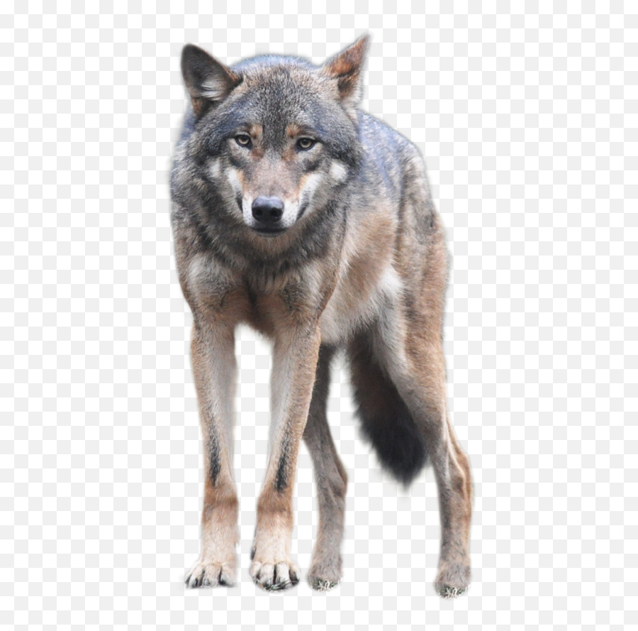 Download - Wolfpngtransparentimagestra 959195 Png Wolf Png,Warrior Transparent Background