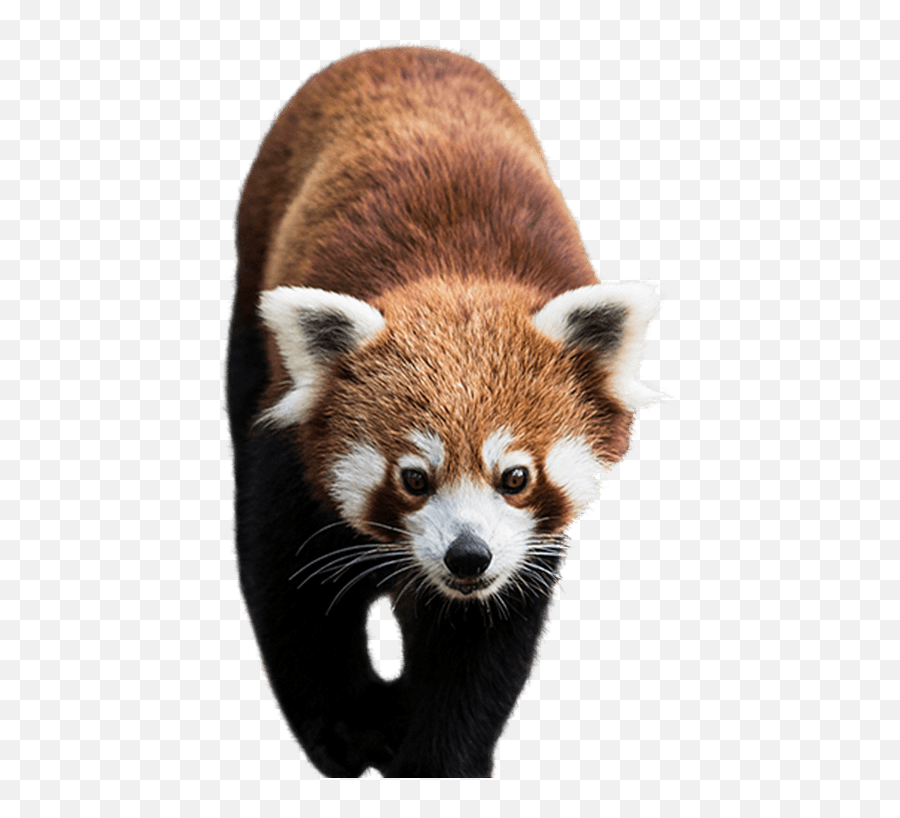 Panda Png Animal Images Bear Cute Baby - Red Panda Transparent Background,Raccoon Transparent Background