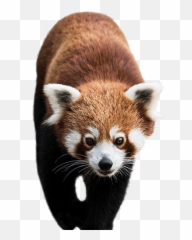 Panda Png Animal Images Bear Cute Baby - Red Transparent Background