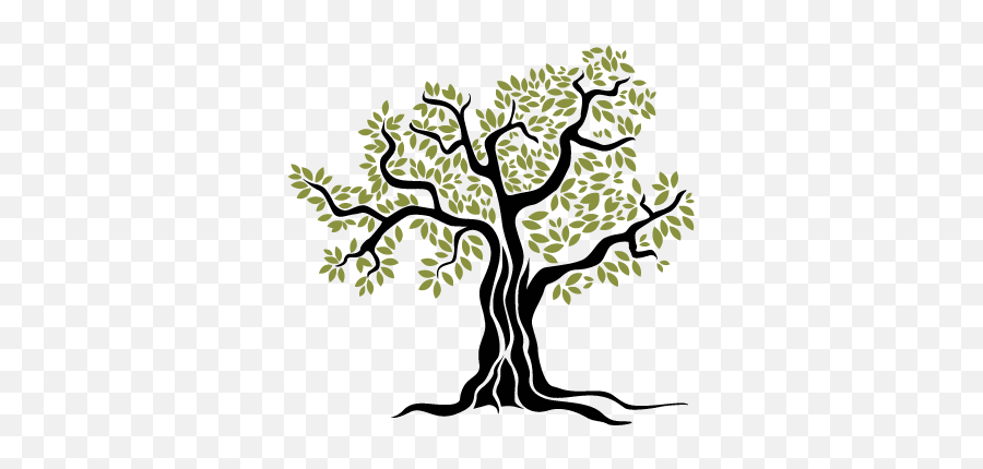 Old Olive Tree Wall Sticker - Olive Tree Vector Png,Olive Branch Png